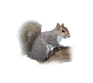 https://www.capecodcrittercontrol.net/userfiles/filemanager-format/infamous-critter/4222/squirrels.png?v=2