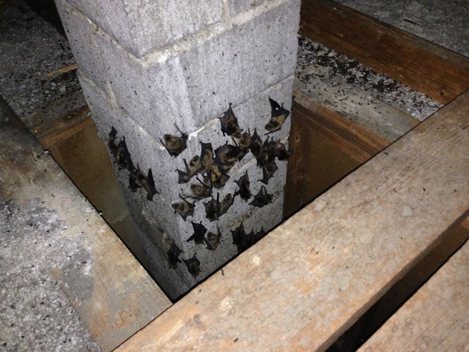 Bats in Cape Cod attic