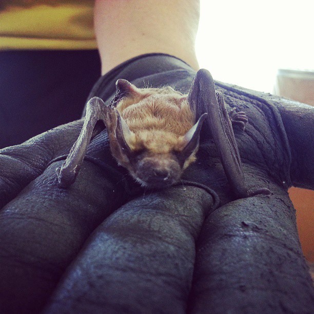 bat removal in Cape Cod