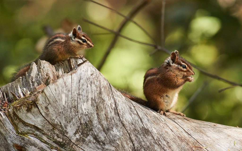 Chipmunk Trapping & Removal  Critter Control of Cape Cod