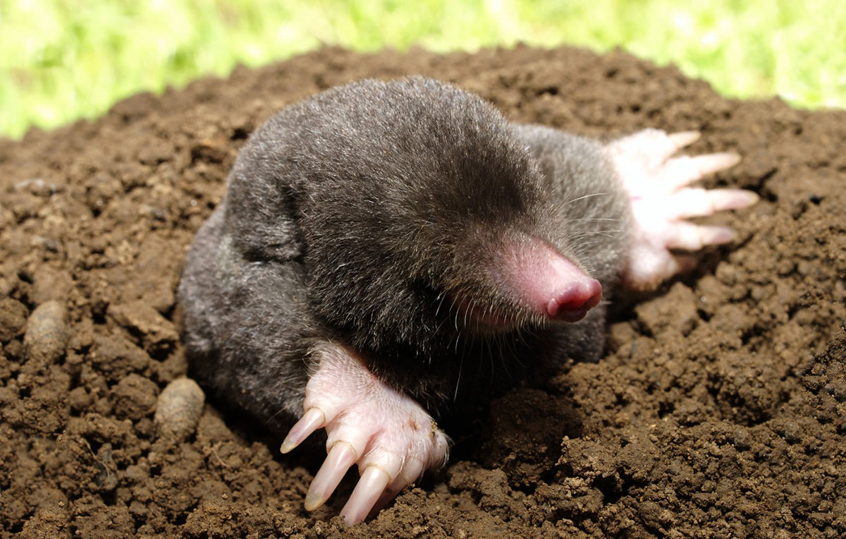 Mole Control Trapping & Removal Service