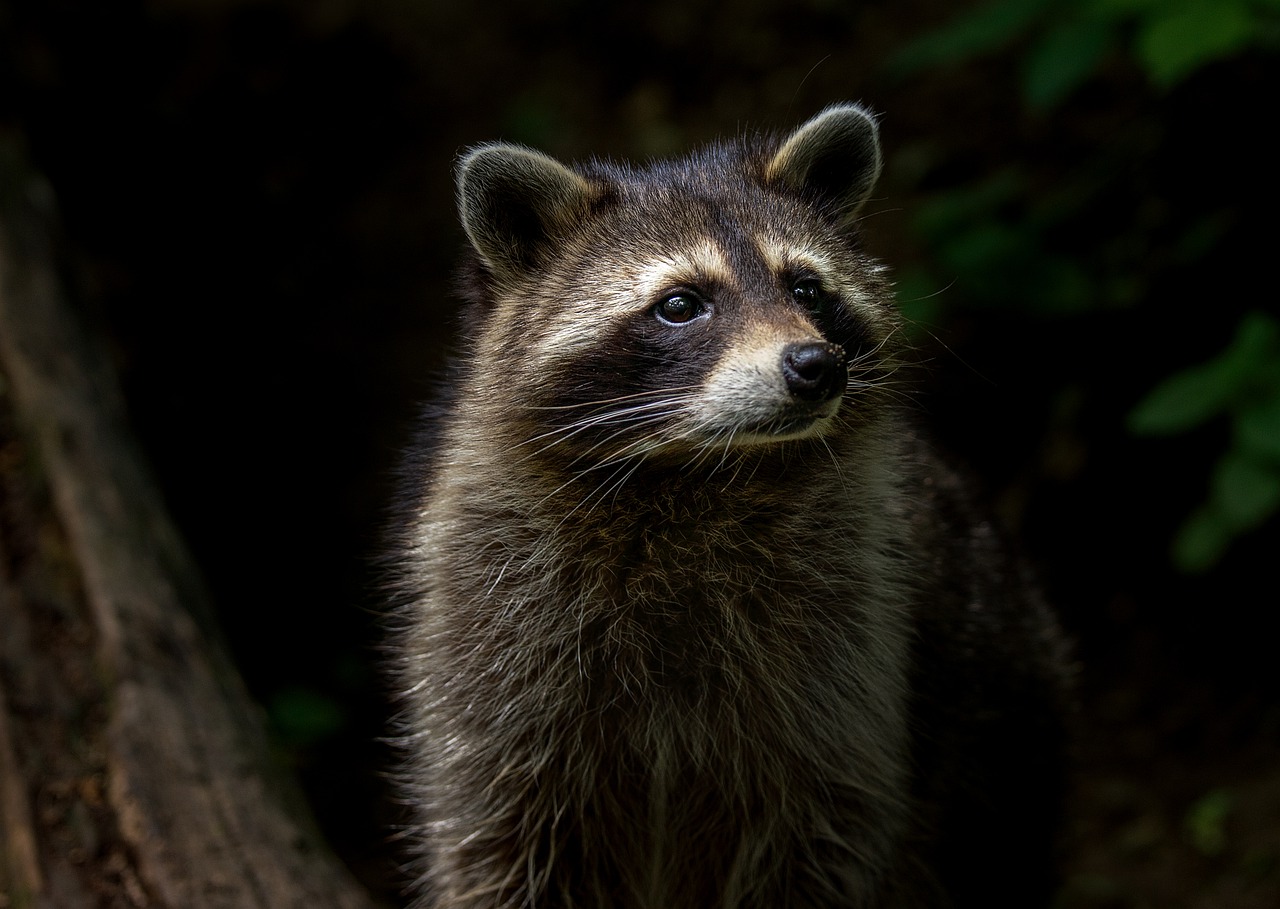 Large Raccoon in Cape Cod