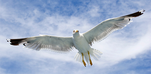 Gull control in Cape Cod