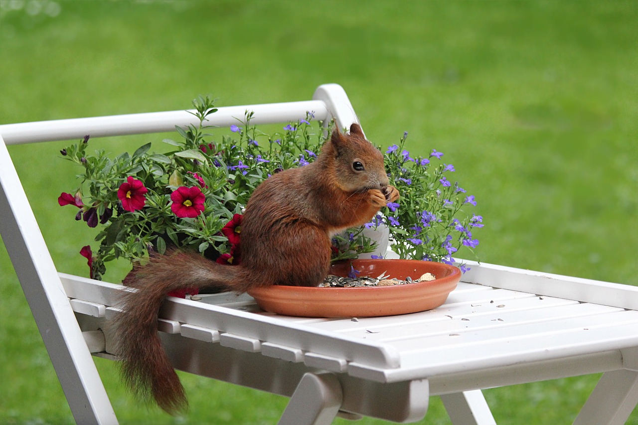 Chipmunk Trapping & Removal  Critter Control of Cape Cod