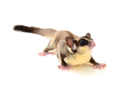 How to Get Rid of Flying Squirrels